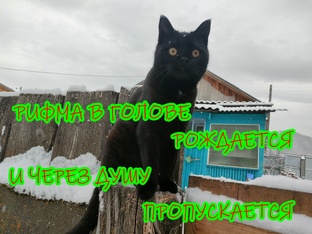 Что вижу, о том пою...