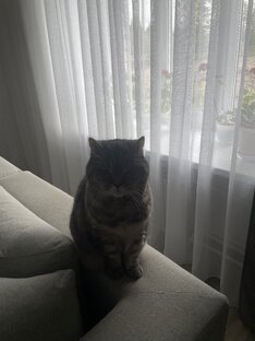 Кошка Мики