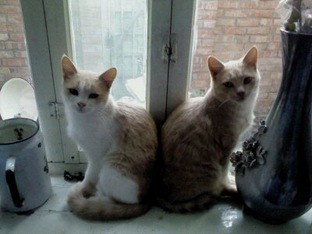 О пушистиках