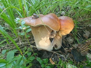 Заметки о грибах