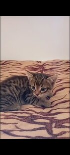 Красивая кошачьи отходы