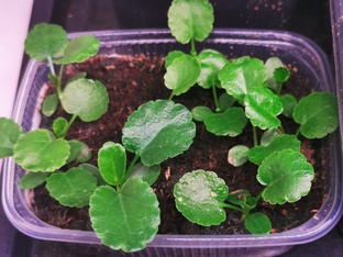 Занимательное рассадоведение