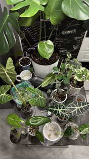 Мои зеленые драконы