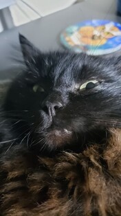 про КУЗЮ 🐱‍👤