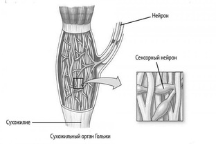 Проприоцепция