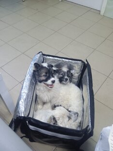 Едут на капельницы 