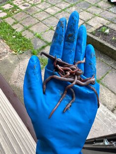 Вермиферма