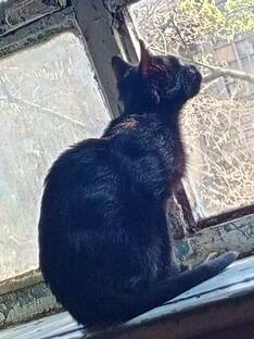 Наши котики