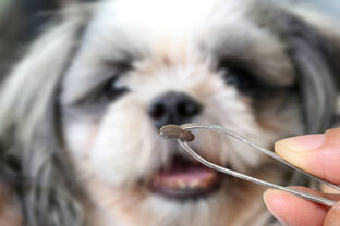 Сезон клещей: от укуса до полного выздоровления🐕🐶