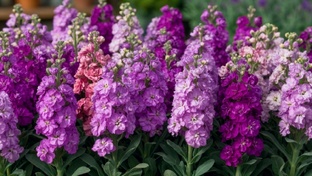 Цветущий рай: секреты успешного выращивания цветов в саду и огороде
