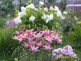 Все виды и сорта цветов и растений 