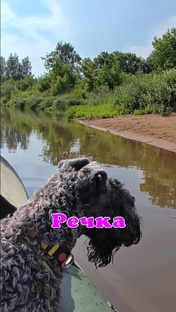 Походы с собакой.