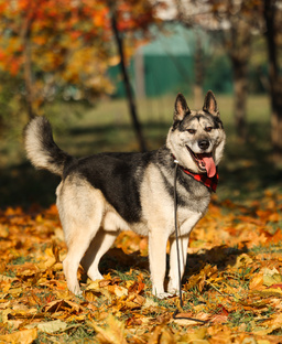 Меховые цветочки 