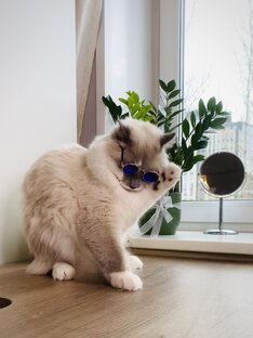 Интересные факты о котах 🐈