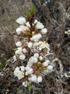 Здоровье сада