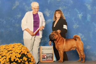 Чемпионы питомника