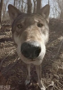 Дикие звери позируют на нашу камеру