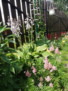 Многолетние цветы