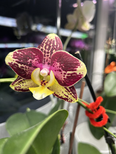 Phal .Pinif 