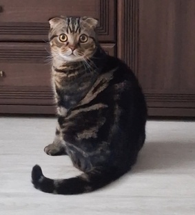 Юмор с котом