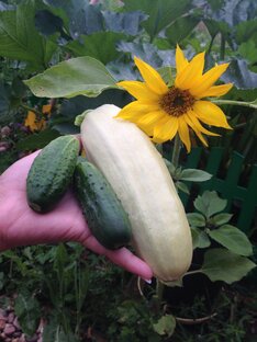 Огород и теплица