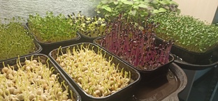 Зеленая полка