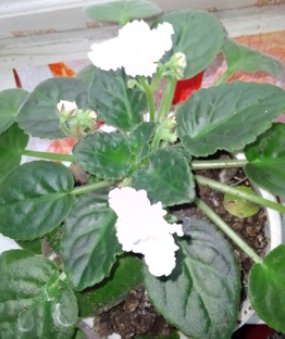 Комнатные цветы