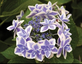 Коллекция гортензий.