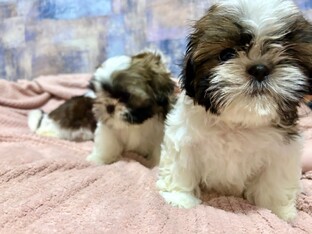 Заводчик -это сложно