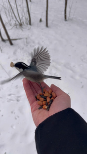 Кормим птичек с руки!