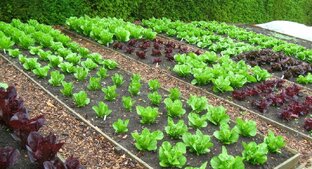 Советы в огороде