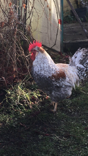 Курочка ряба и остальные жители нашей фермы