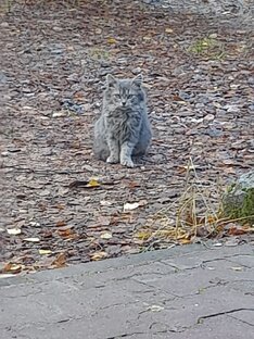 Помощь бездомным животным (кошкам)