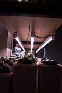 Выбор ламп и досветки для суккулентов