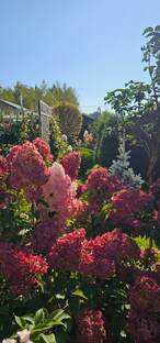 Сад-любовь на всю жизнь.Садоводство.Ландшафтный дизайн.Жизнь за городом..