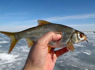 ❄️ Зимняя плотва: от поиска до вываживания. Полное руководство 
