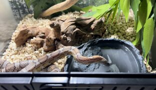 Наши Рептилии 🐍🦎