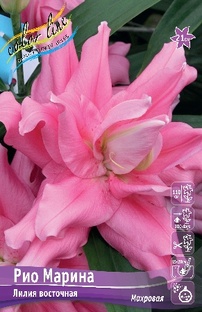 Лилии восточная махровая Рио Марина