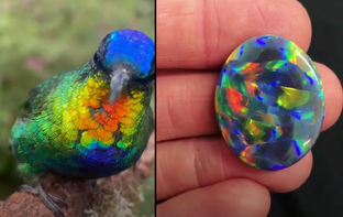 Птицы - живые драгоценности нашей планеты с крылышками