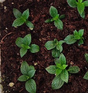 Черенкование