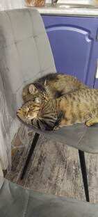 мемы с котиками 😂