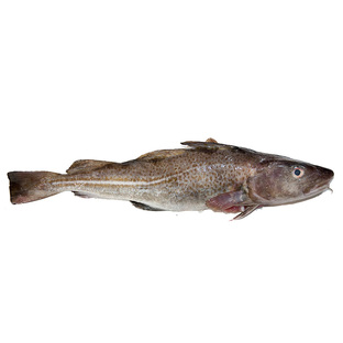 Треска: тайны глубин и секреты выживания в океане