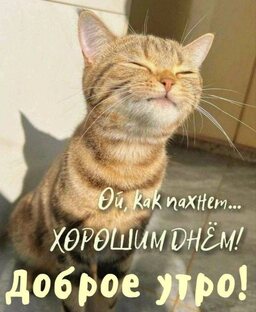 Видосики про  животных