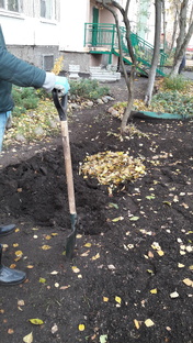 Текущие дела садовника