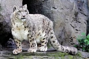 #Боевой_бадуандзинь стиля ″Орлан и барс″. Для продвинутых..