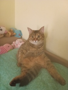 Всем привет эта моя кошка, Рыся