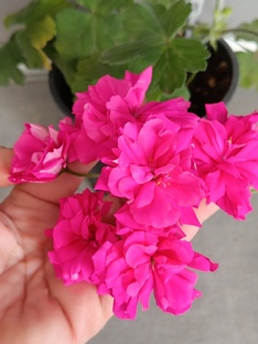 Ярко-розовые сорта 