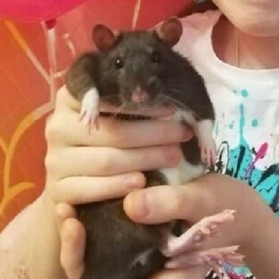 Мои любимые ПитомИцы