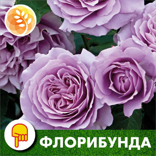 Розы флорибунда