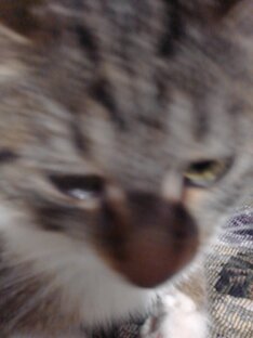 🐱🐈🐈🐈🐱🐱🐱🐈🐱🐈🐱🐈🐱